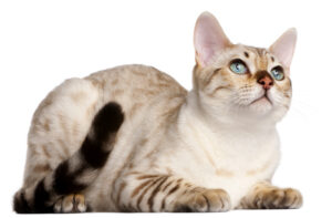 Bengal cat lying in front of white background