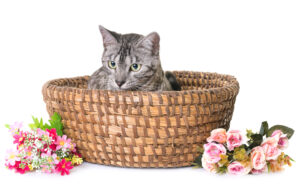 Bengal cat in a basket