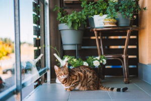 Bengal cat sitting on the balcony