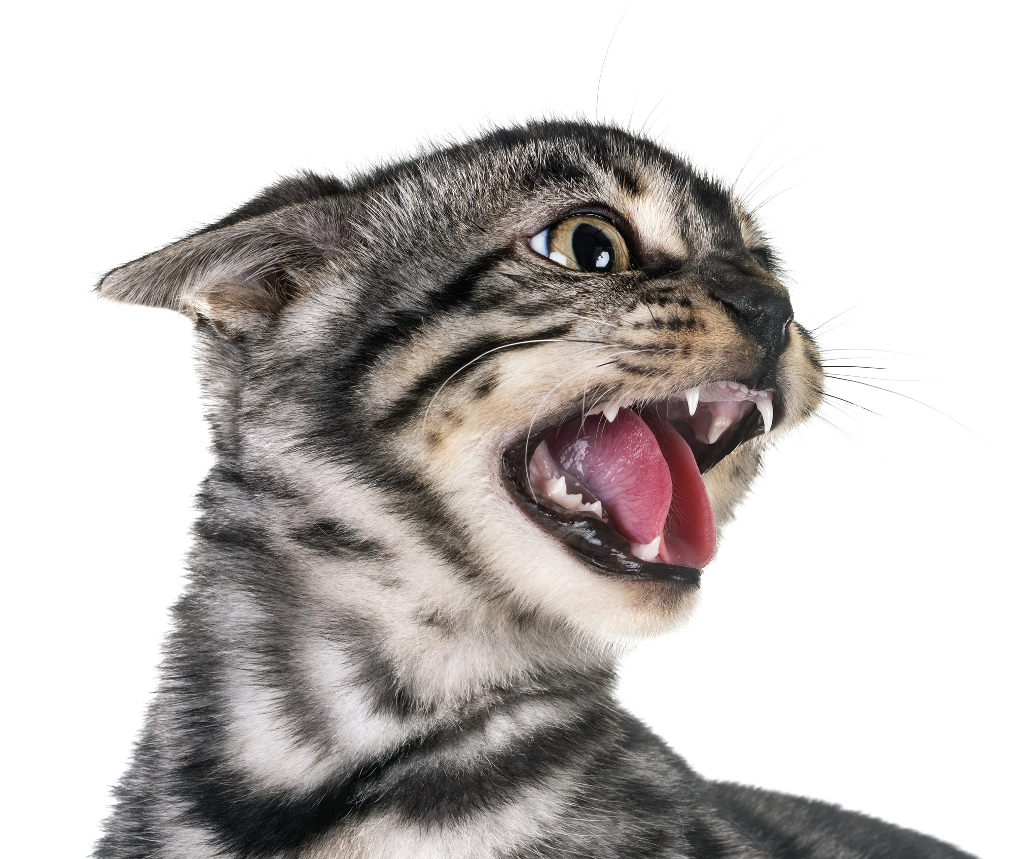 angry bengal cat