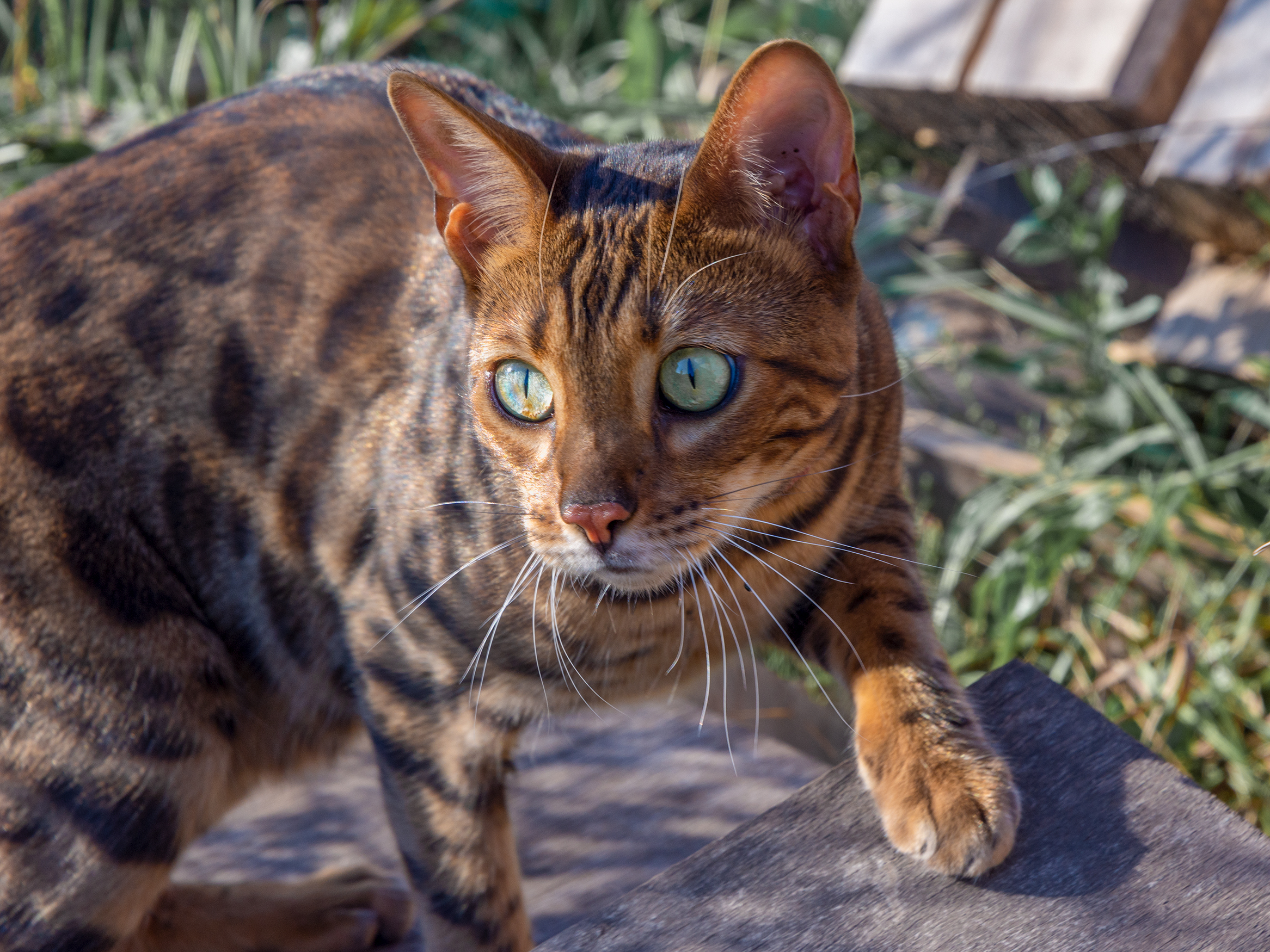 Bengal Cat Hunting outdoor, Nature green background