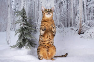 Bengal cat in the winter forest