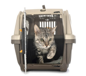 Bengal cat in a cat cage