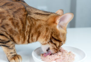 Close-up of a Bengal cat eating canned cat food from a white cer