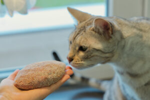 Bengal Cat sniffs raw cutlet in womans hand.