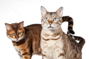 Two Bengal kittens looking shocked and staring