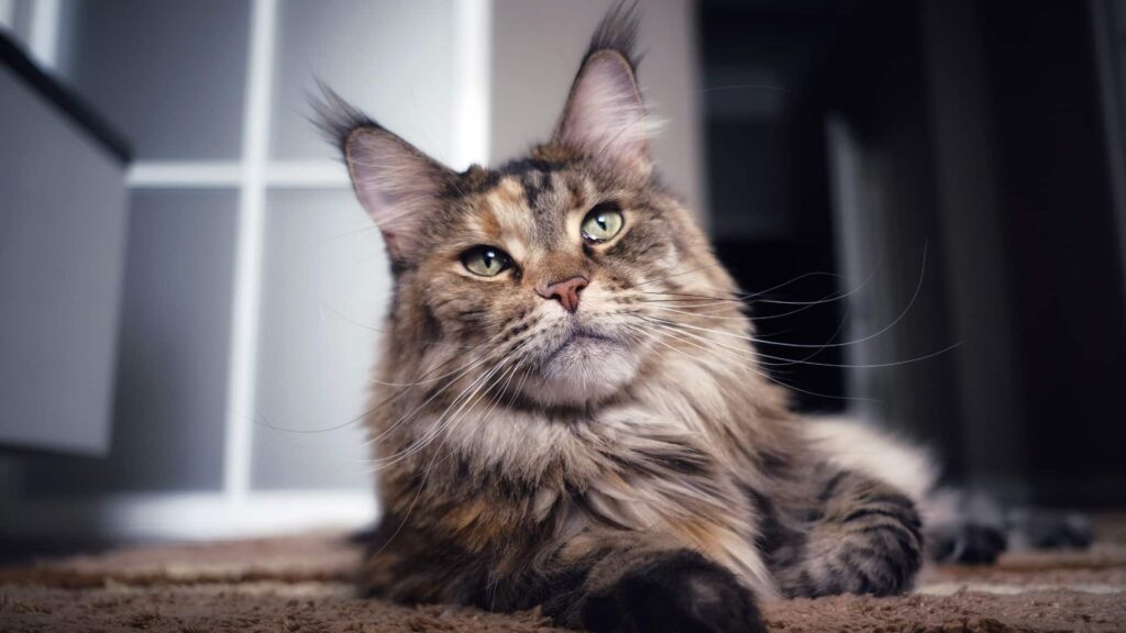 maine coon cat breed